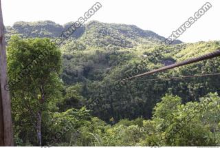 Photo Reference of Background Forest